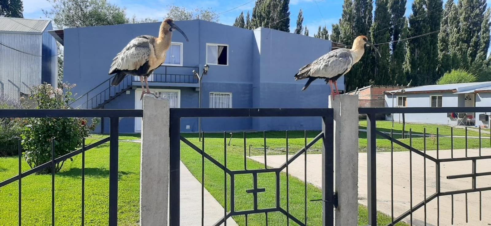 Departamentos Mawer Appartement El Calafate Buitenkant foto